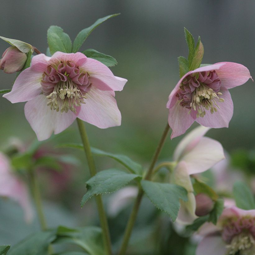 Helleborus hybridus Anemone Pink (Flowering)
