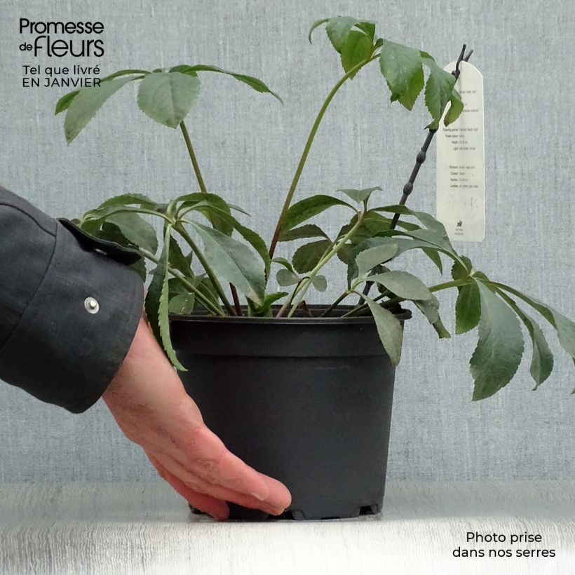 Helleborus&#x20;hybridus&#x20;Anemone&#x20;White&#x20;2L&#x2F;3L&#x20;pot&#x20;sample&#x20;as&#x20;delivered&#x20;in&#x20;winter