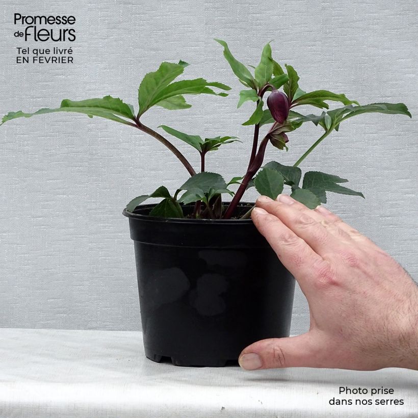 Helleborus hybridus Anemone Black 2L/3L pot sample as delivered in winter