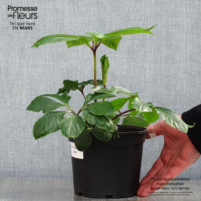 Helleborus hybridus Anemone Black 2L/3L pot sample as delivered in spring