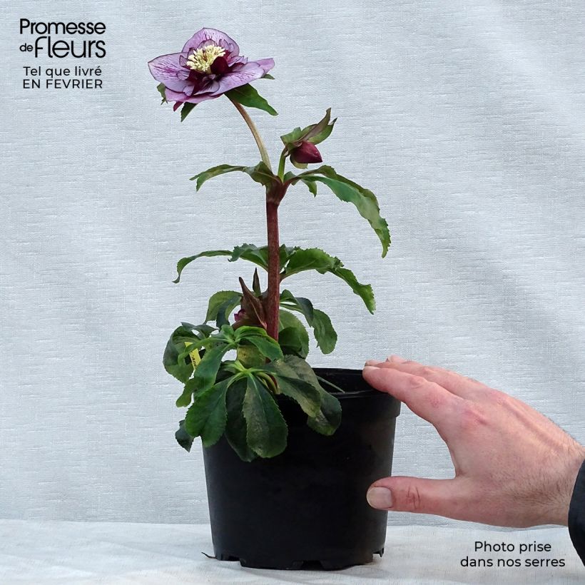 Helleborus hybridus Anemone Picotee 2L/3L pot sample as delivered in winter