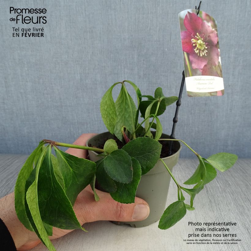 Helleborus hybridus anemone red 12cm pot sample as delivered in winter