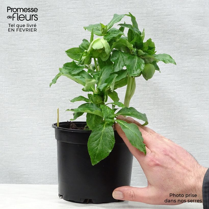 Helleborus hybridus Anemone Green 2L/3L pot sample as delivered in winter