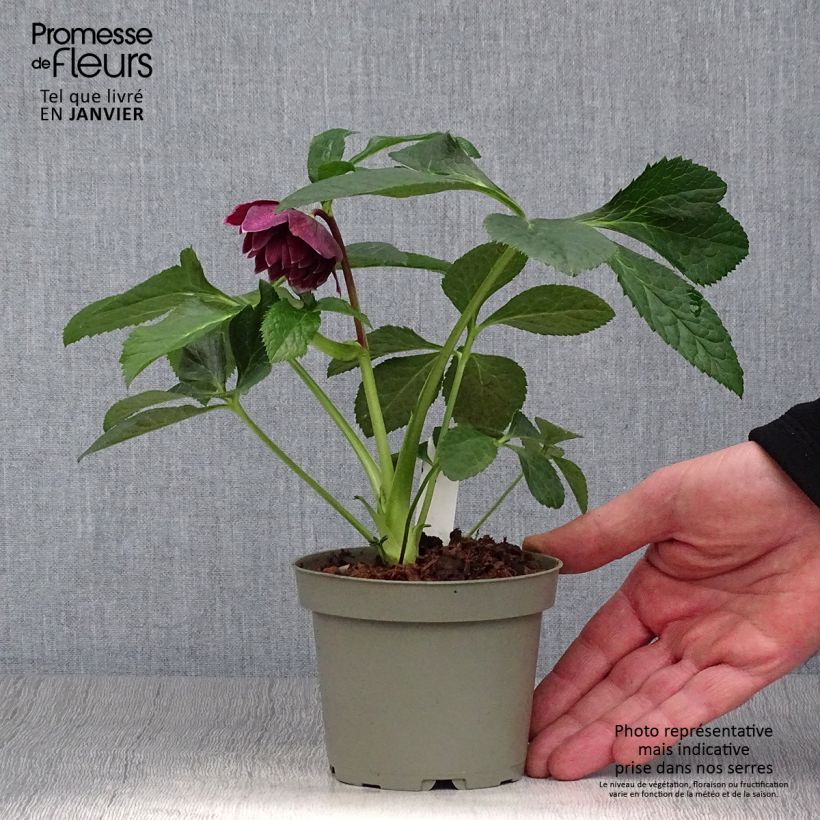 Helleborus Aubergine 12cm pot sample as delivered in winter