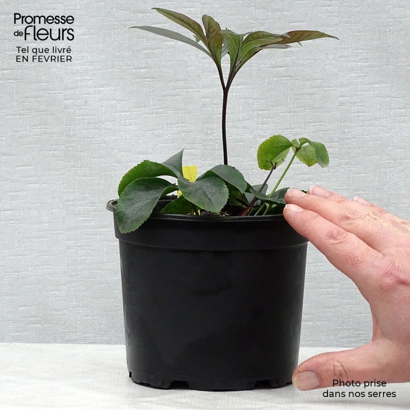Helleborus hybridus Black Chocolate 2L/3L pot sample as delivered in winter