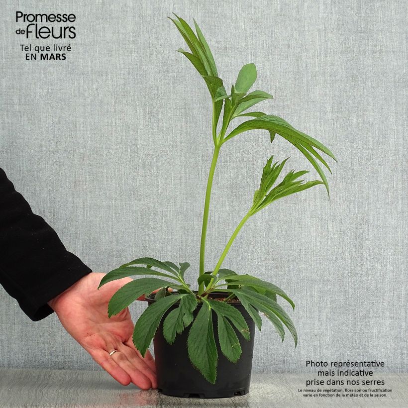 Helleborus hybridus Black Chocolate 2L/3L pot sample as delivered in spring