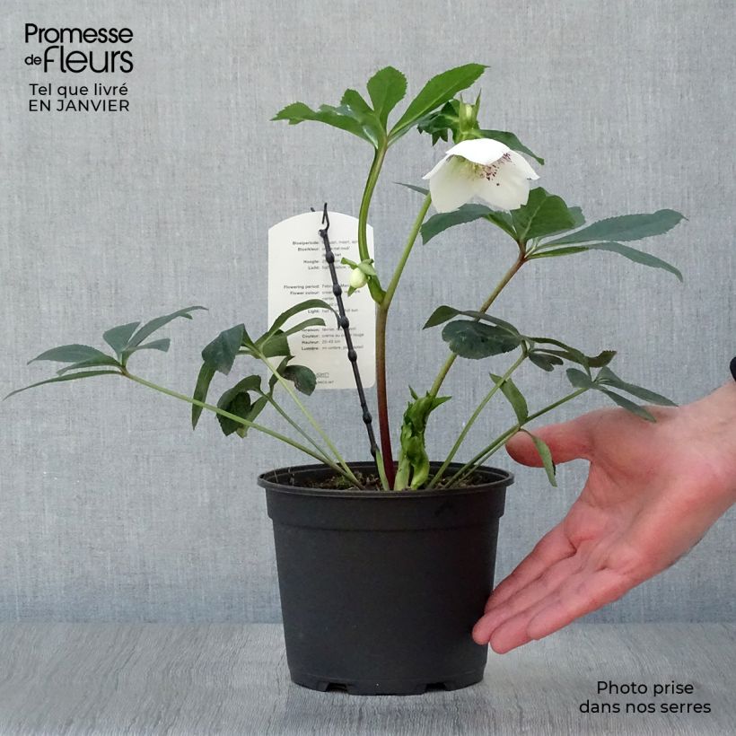 Helleborus hybridus White with Red Centre 2L/3L pot sample as delivered in winter