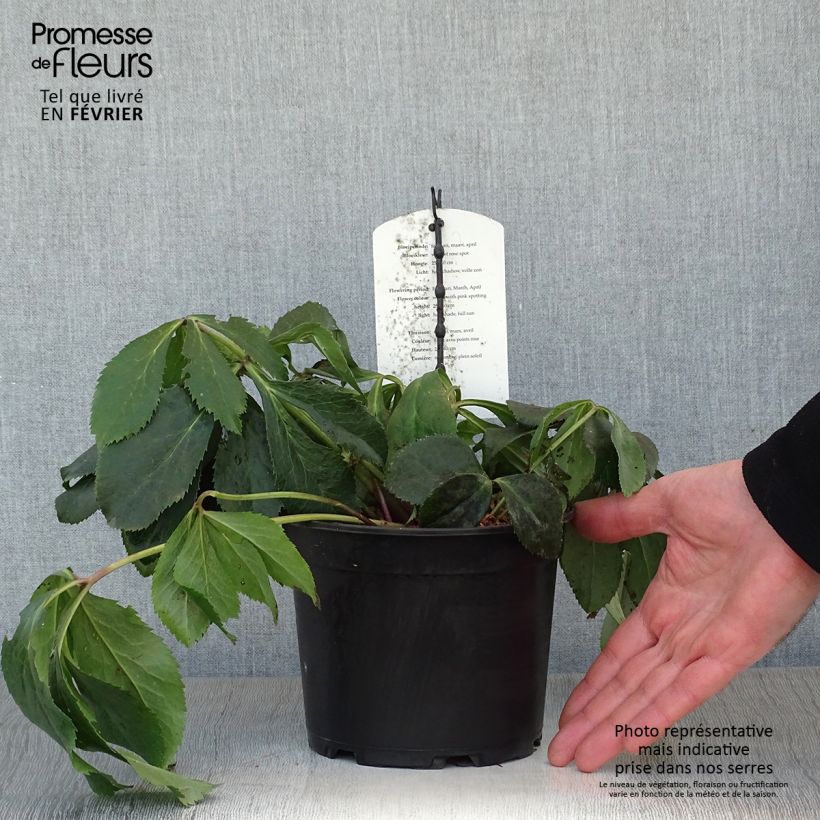 Helleborus hybridus white spotted 2L/3L pot sample as delivered in winter