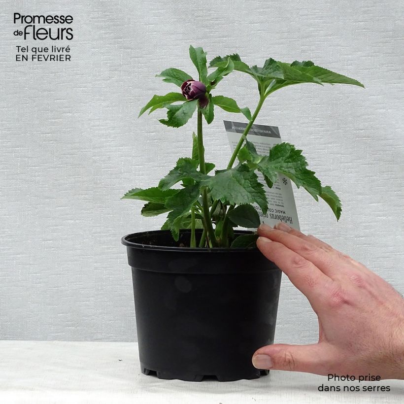 Helleborus hybridus Double Aubergine White Edge 2L/3L pot sample as delivered in winter