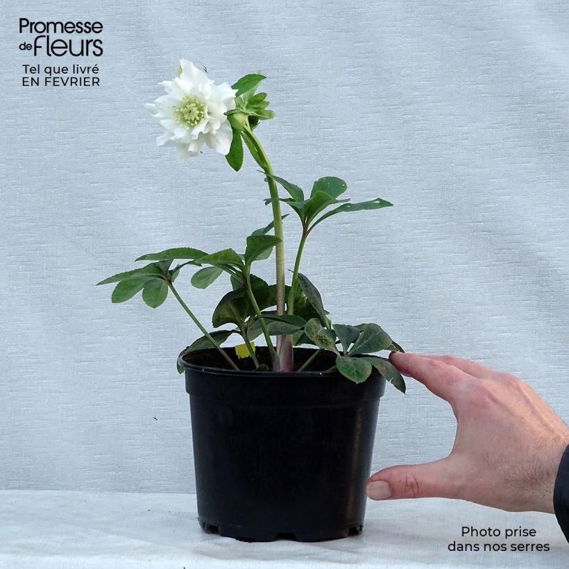 Helleborus hybridus Double White 2L/3L pot sample as delivered in winter