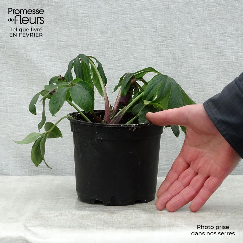 Helleborus hybridus Double White Spotted 2L/3L pot sample as delivered in winter