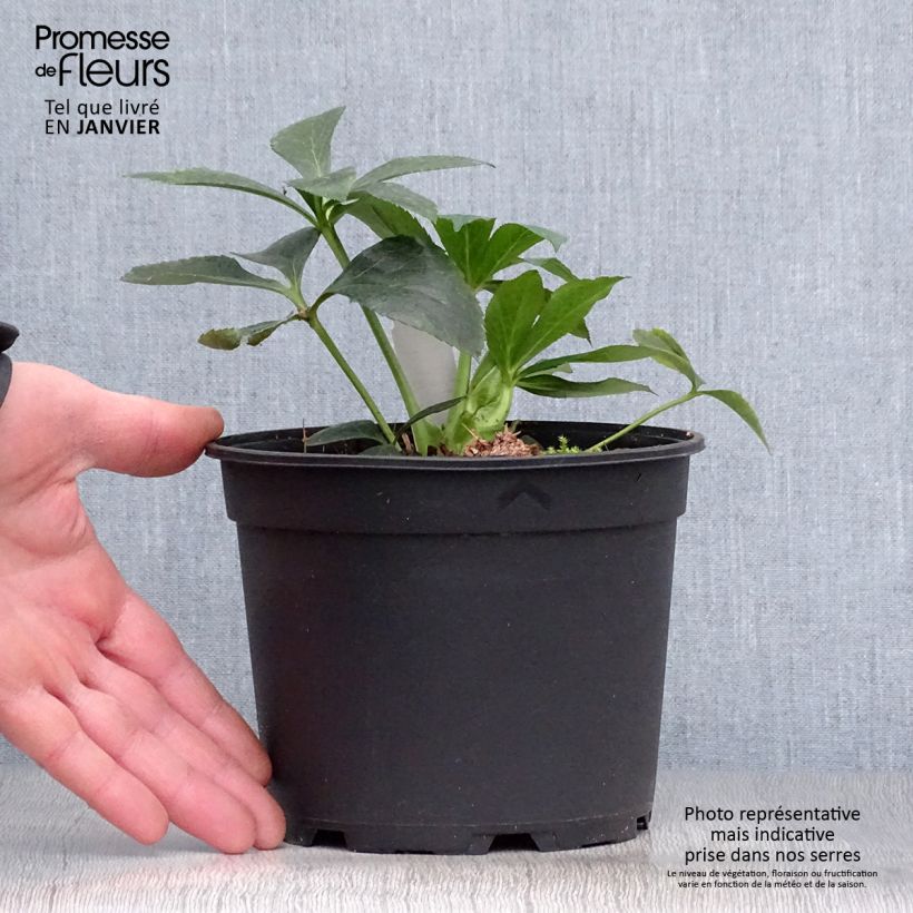 Helleborus hybridus Double White Red/Purple Edge 2L/3L pot sample as delivered in winter
