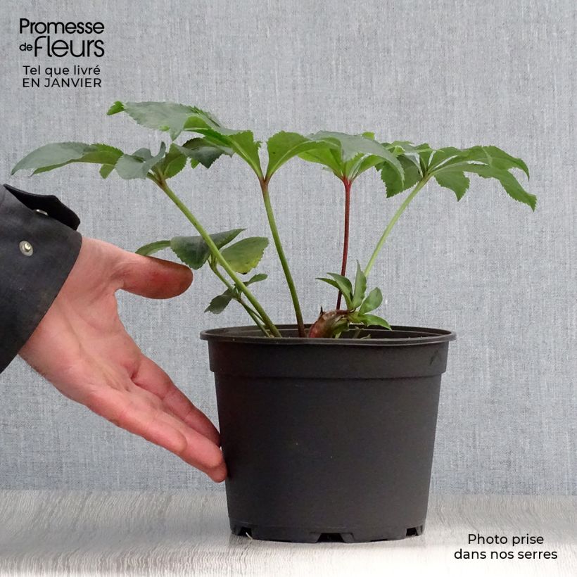 Helleborus hybridus double red 2L/3L pot sample as delivered in winter