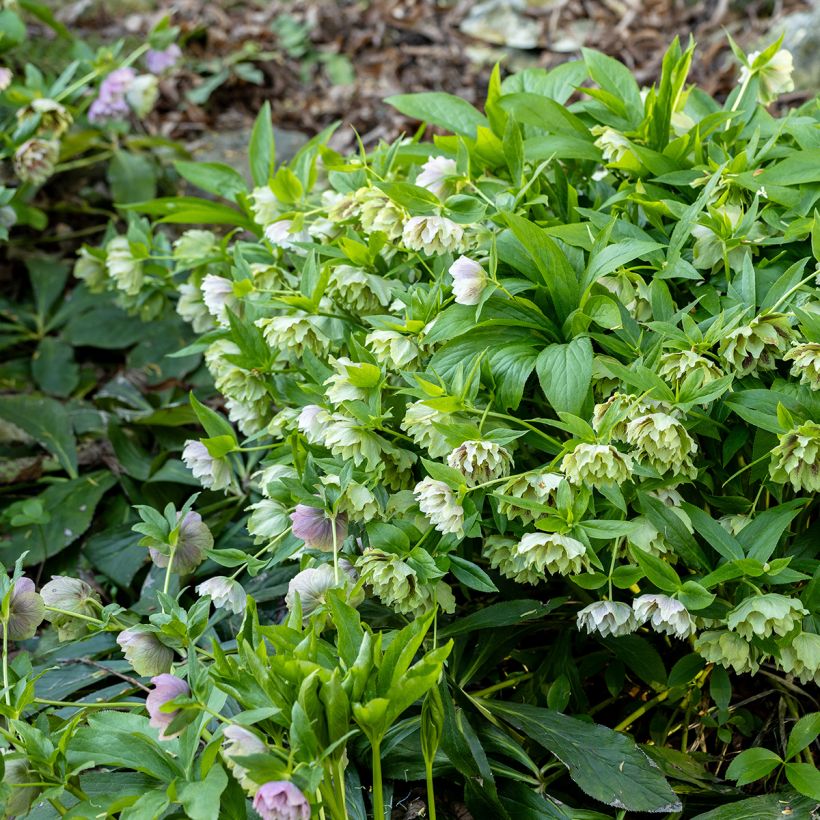 Helleborus hybridus Double Green Spotted (Plant habit)