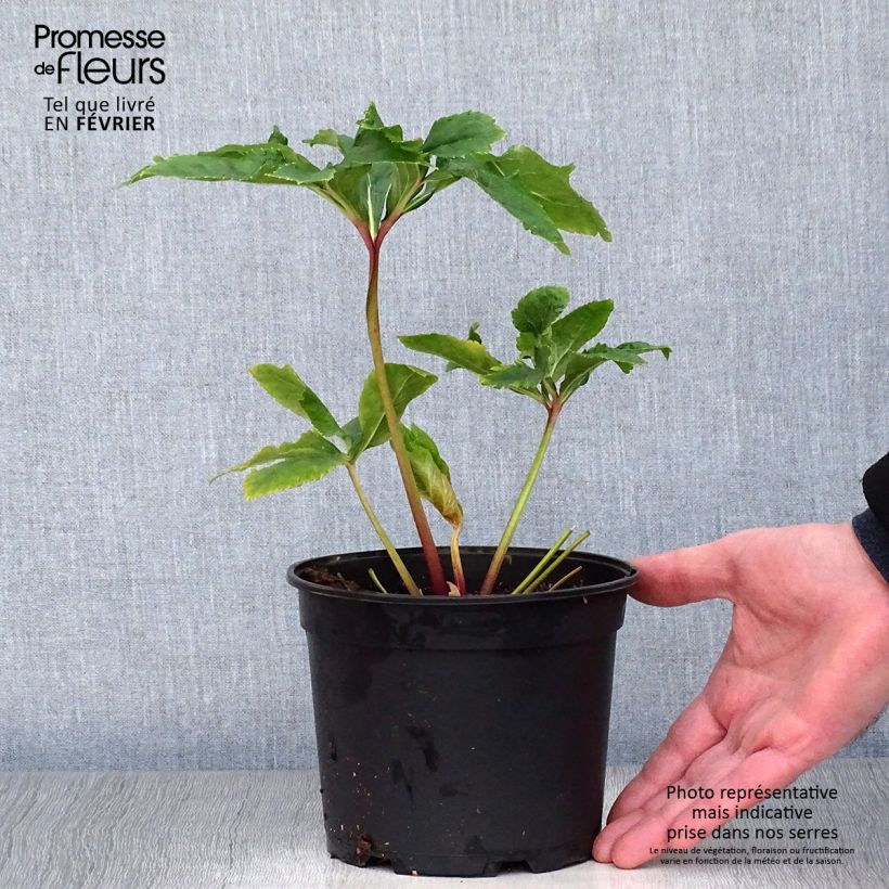 Helleborus hybridus Double Yellow Spotted 2L/3L pot sample as delivered in winter