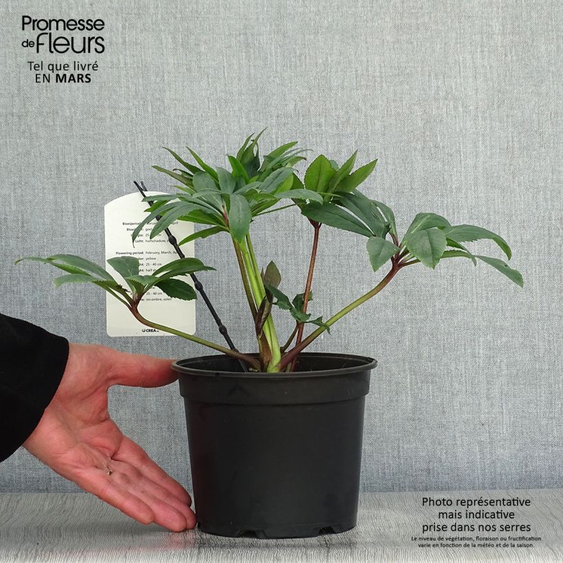 Helleborus hybridus Double Yellow 2L/3L pot sample as delivered in spring
