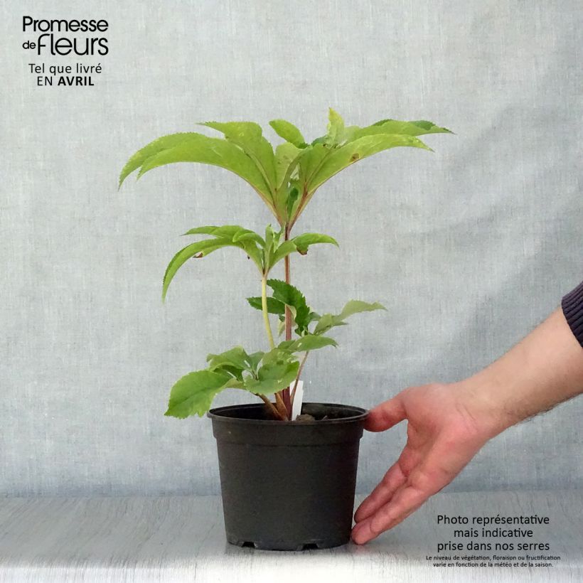 Helleborus hybridus Special Pink 2L/3L pot sample as delivered in spring