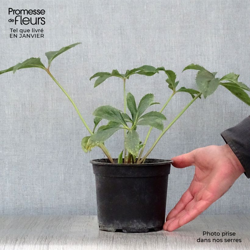 Helleborus hybridus Yellow 2L/3L pot sample as delivered in winter
