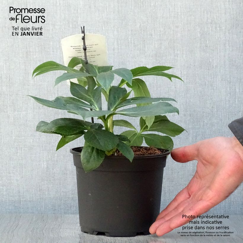 Helleborus hybridus Yellow Spotted 2L/3L pot sample as delivered in winter
