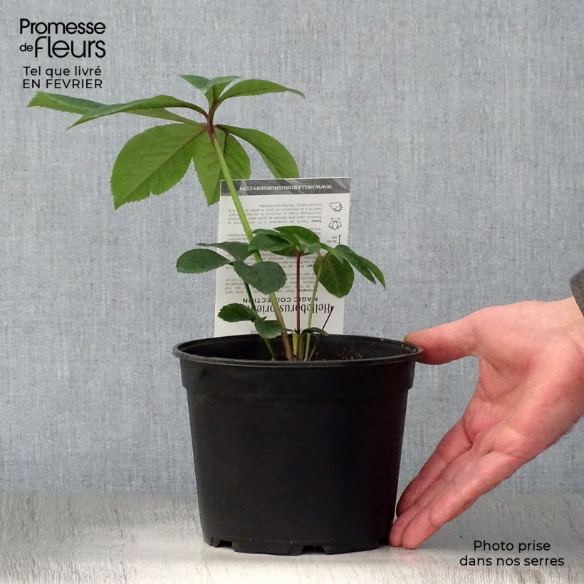 Helleborus Magic Aubergine 2L/3L pot sample as delivered in winter