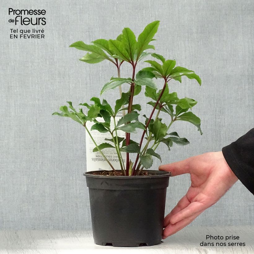 Helleborus hybridus Magic Double Red 2L/3L pot sample as delivered in winter