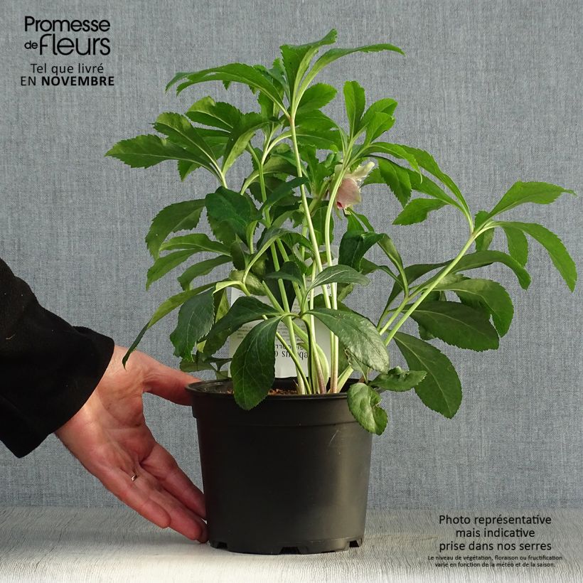 Helleborus hybridus Magic Double Red 2L/3L pot sample as delivered in autumn