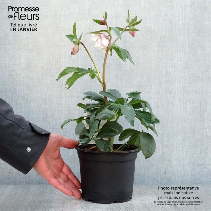 Helleborus hybridus Magic Double Rose 2L/3L pot sample as delivered in winter