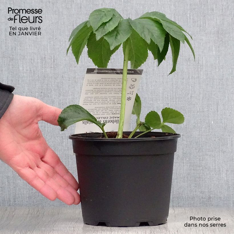 Helleborus hybridus Magic Rouge 2L/3L pot sample as delivered in winter