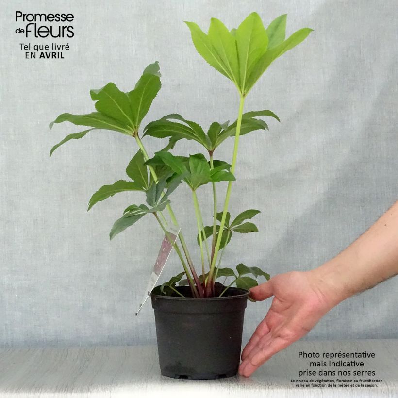 Helleborus hybridus Magic Rouge 2L/3L pot sample as delivered in spring