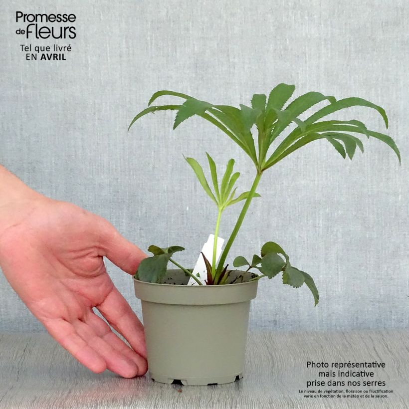 Helleborus x hybridus Black 1.5L/2L pot sample as delivered in spring