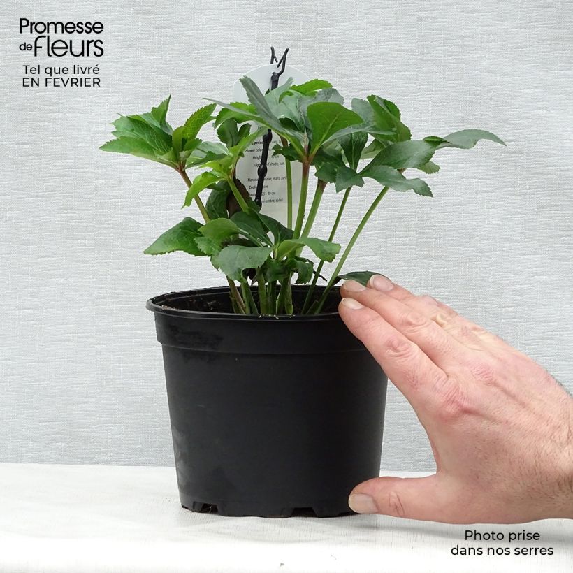 Helleborus hybridus Pink 2L/3L pot sample as delivered in winter