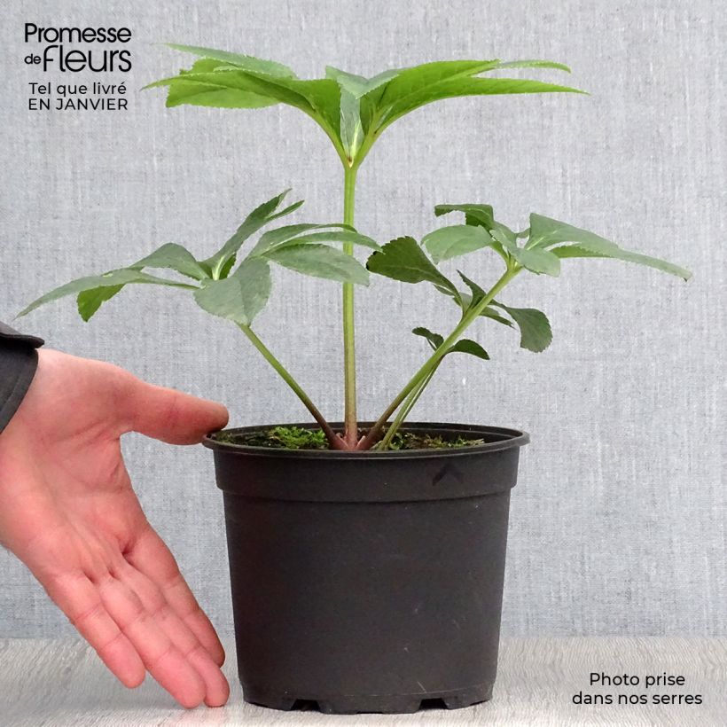 Helleborus hybridus pink green centre 2L/3L pot sample as delivered in winter