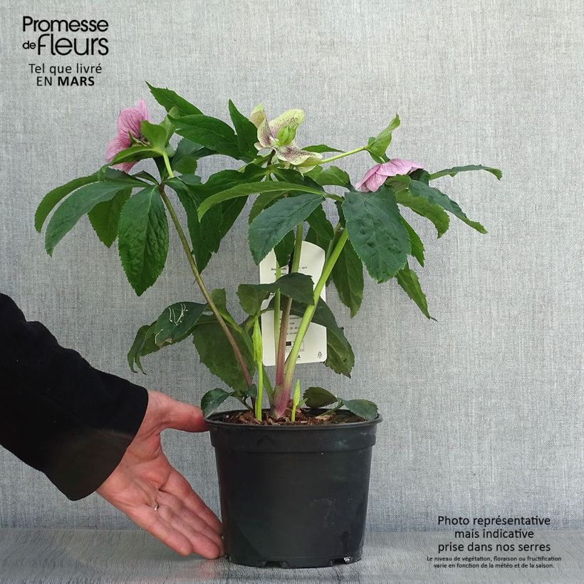 Helleborus hybridus Pink Spotted 2L/3L pot sample as delivered in spring