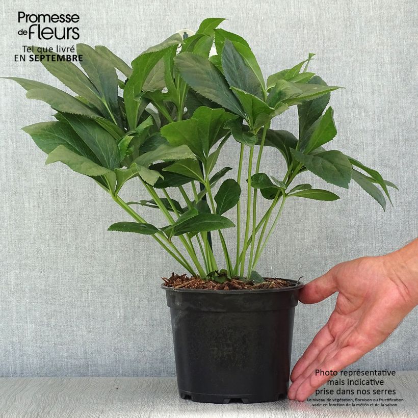 Helleborus hybridus ViV Alessandra 2L/3L pot sample as delivered in autumn