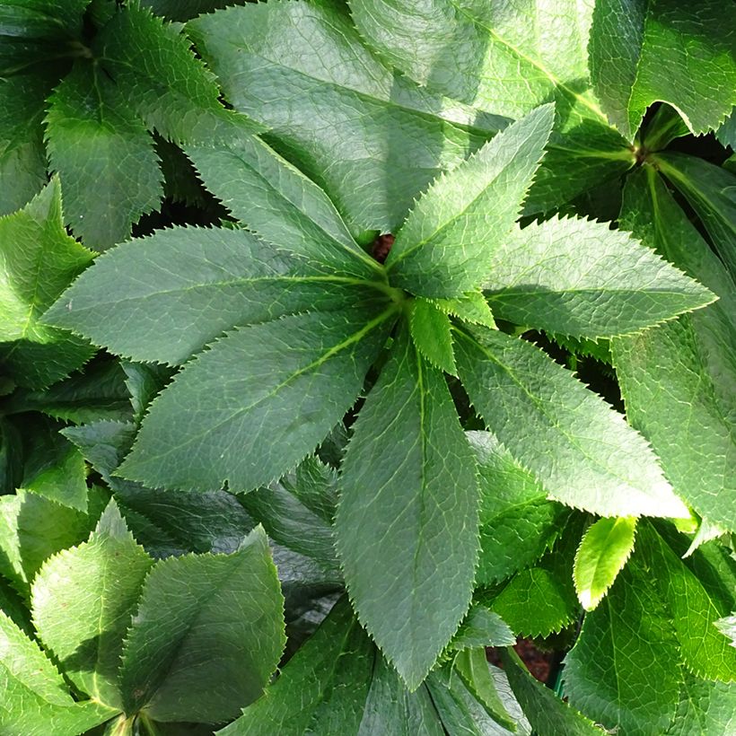 Helleborus hybridus ViV Alessia (Foliage)