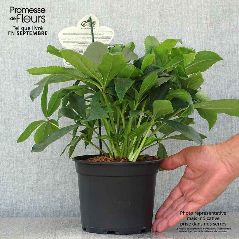 Helleborus hybridus ViV Alessia 2L/3L pot sample as delivered in autumn