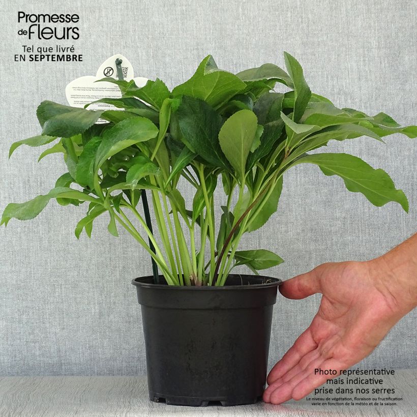 Hellébore orientale ViV Amalia Pot de 2L/3L sample as delivered in autumn