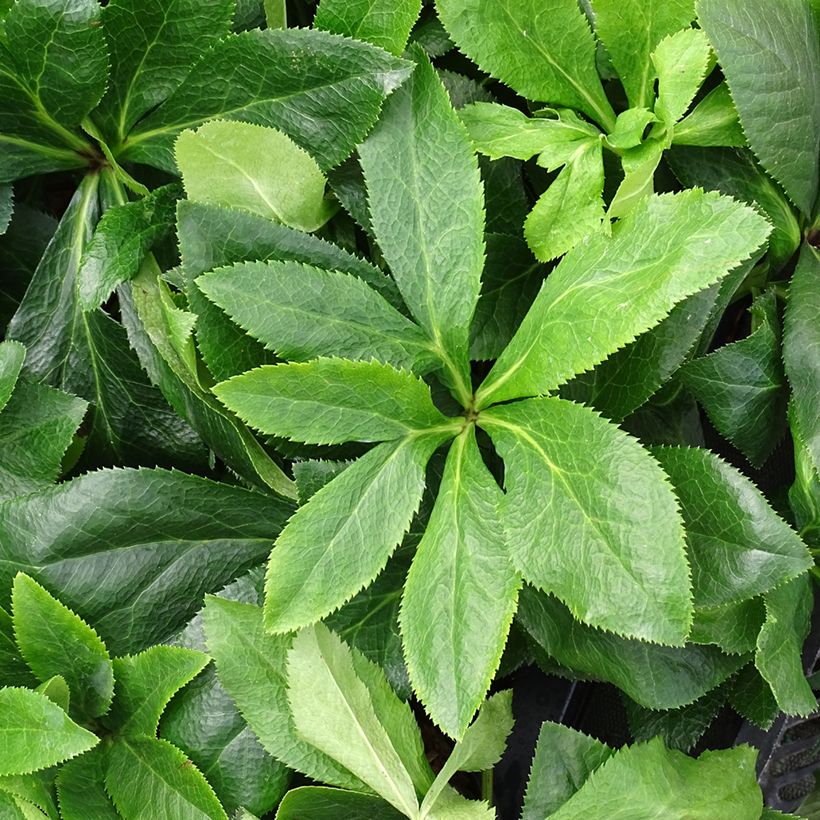 Helleborus hybridus ViV Antonella (Foliage)