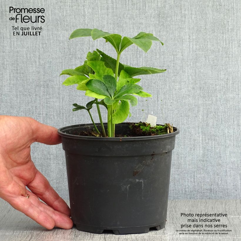 Helleborus hybridus ViV Ariana 2L/3L pot sample as delivered in summer