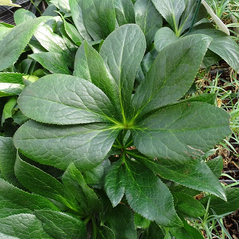 Helleborus hybridus ViV Batista (Foliage)