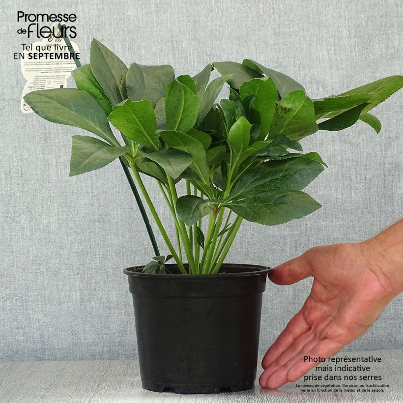 Helleborus hybridus ViV Batista 2L/3L pot sample as delivered in autumn
