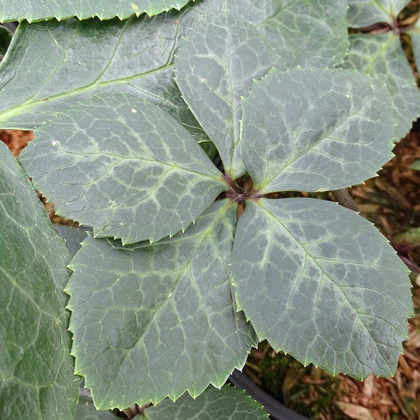 Helleborus ViV Bianca (Foliage)