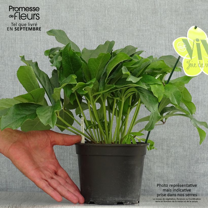 Hellébore orientale ViV Cinzia Pot de 2L/3L sample as delivered in autumn