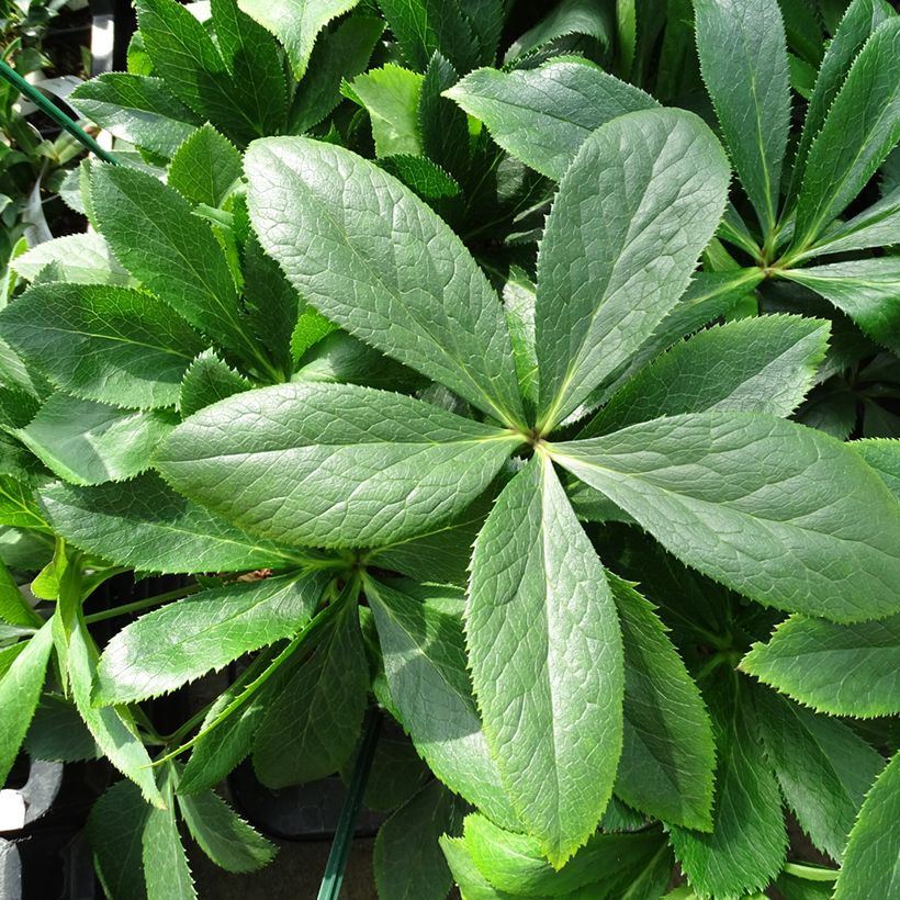 Helleborus hybridus ViV Clarissa (Foliage)