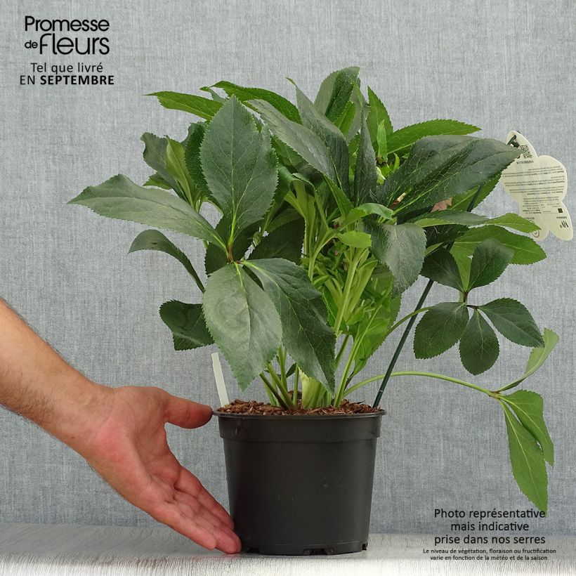 Hellébore orientale ViV Elena Pot de 2L/3L sample as delivered in autumn