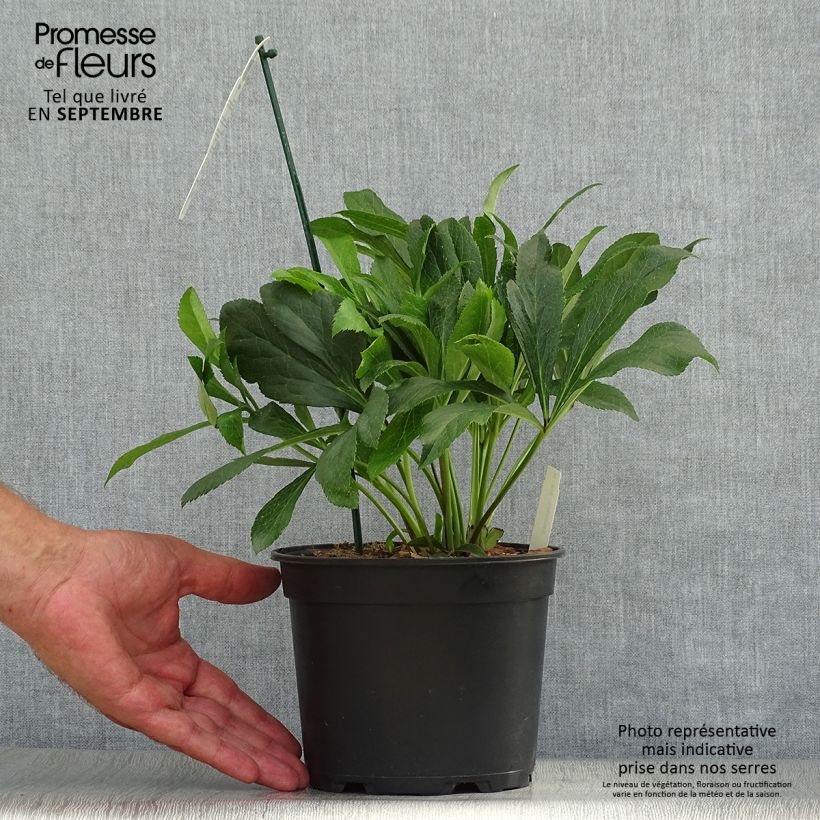 Helleborus hybridus ViV Eleonora 2L/3L pot sample as delivered in autumn