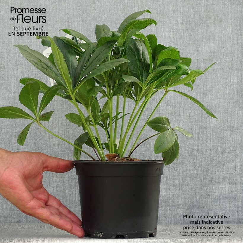 Hellébore orientale ViV Eloisa Pot de 2L/3L sample as delivered in autumn