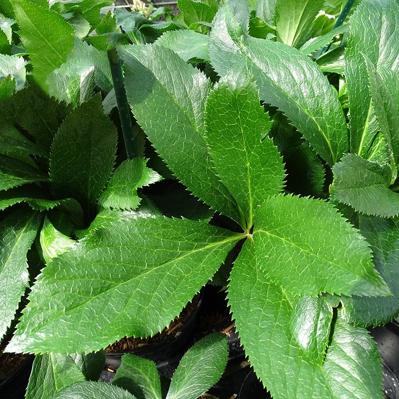 Helleborus hybridus ViV Fiorentina (Foliage)