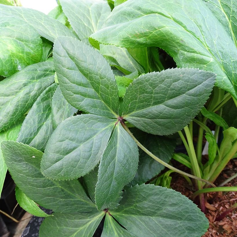 Helleborus hybridus ViV Gianina (Foliage)