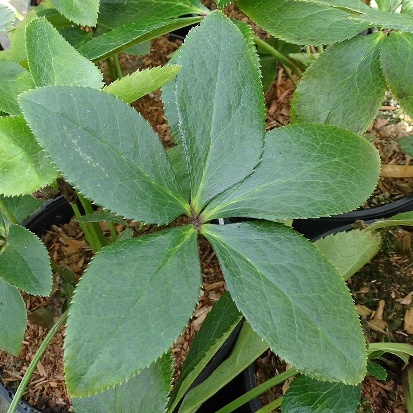 Helleborus hybridus ViV Giorgia (Foliage)